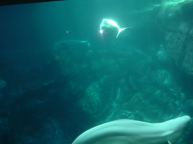 dscf0560.jpg